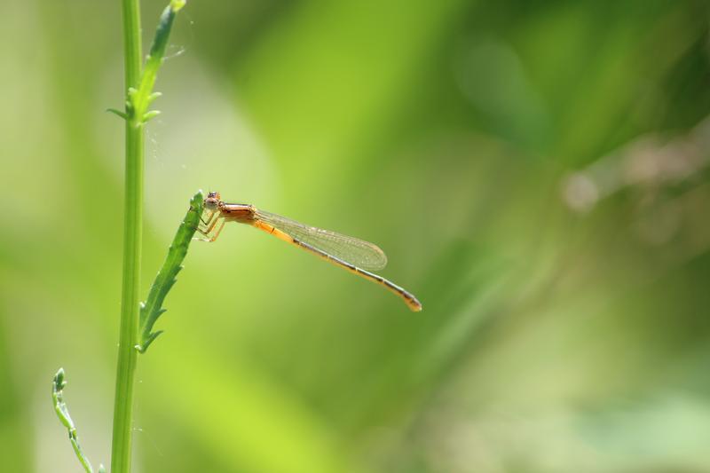 Photo of Eastern Forktail