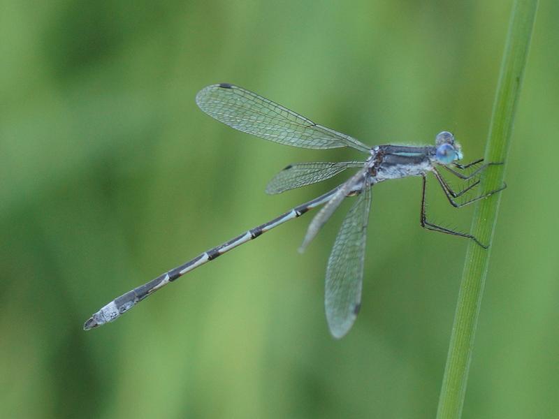 Photo of Southern Spreadwing