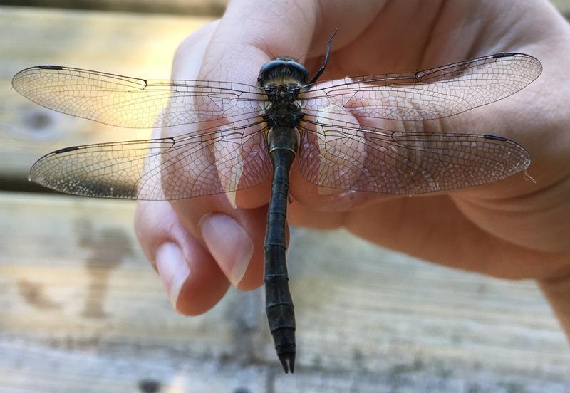 Photo of American Emerald