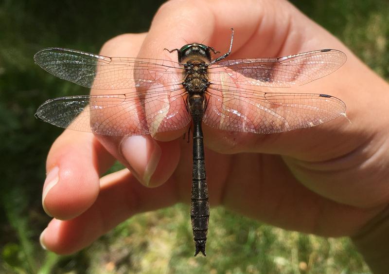 Photo of American Emerald