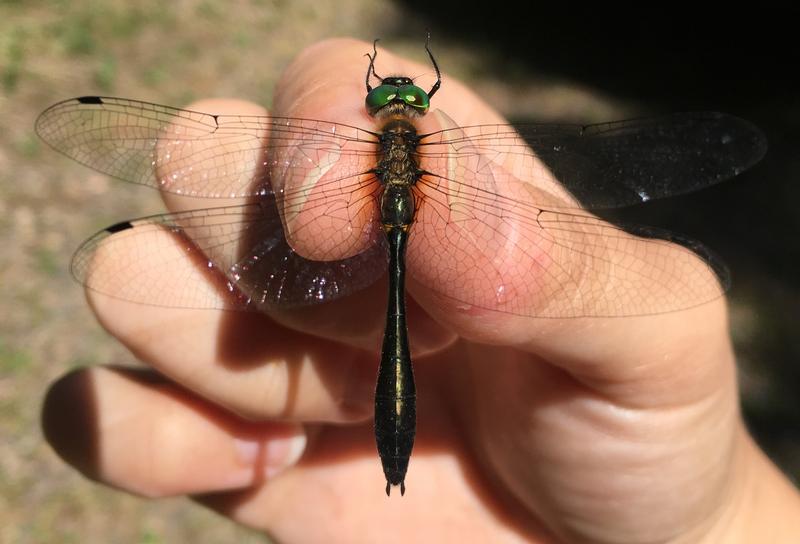 Photo of Racket-tailed Emerald