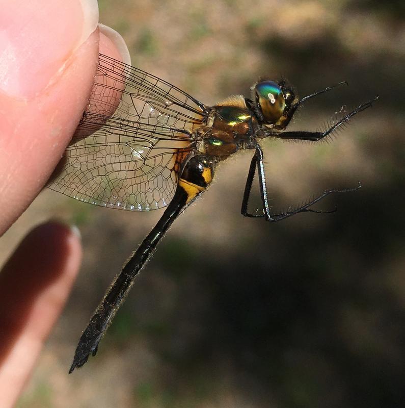 Photo of Racket-tailed Emerald