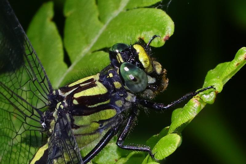 Photo of Mustached Clubtail