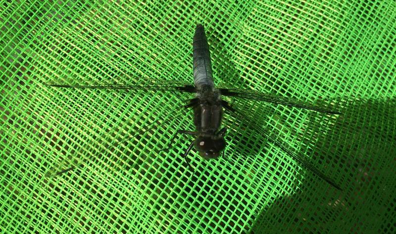 Photo of Chalk-fronted Corporal