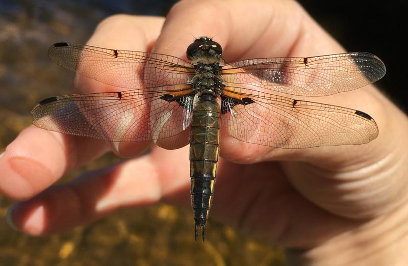 Photo of Four-spotted Skimmer