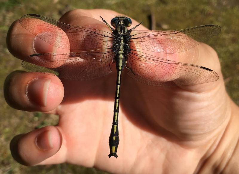 Photo of Pronghorn Clubtail