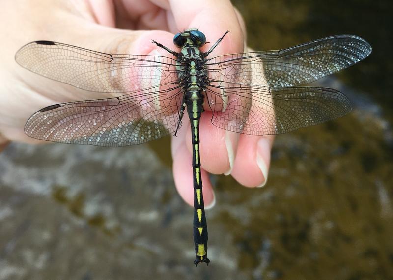 Photo of Pronghorn Clubtail