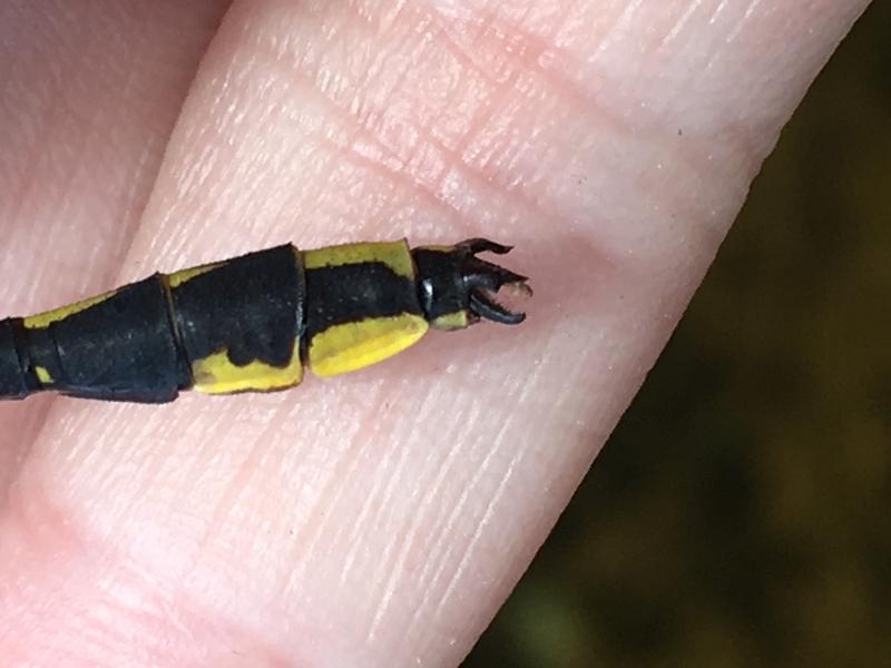 Photo of Pronghorn Clubtail