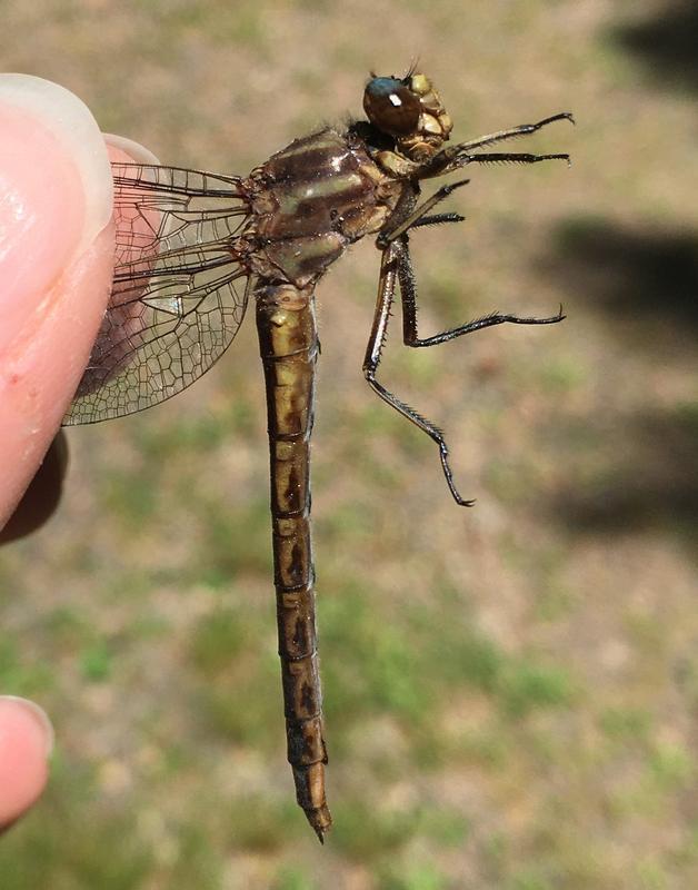 Photo of Dusky Clubtail