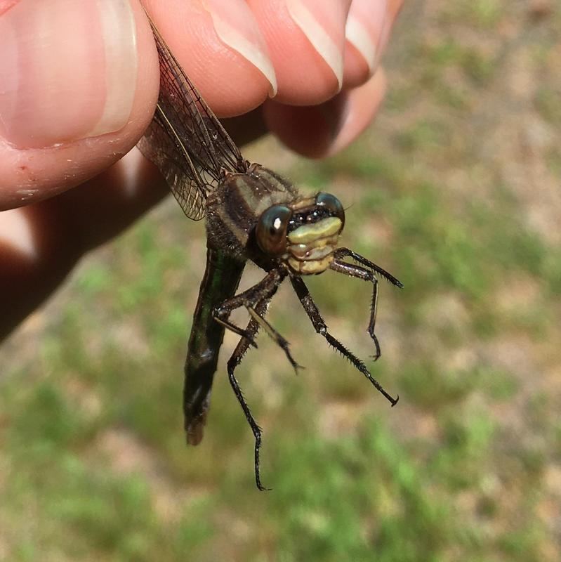 Photo of Dusky Clubtail