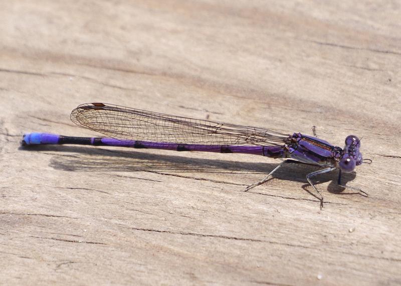 Photo of Variable Dancer (Violet Dancer ssp.)