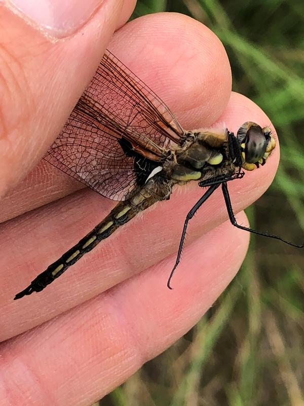 Photo of Four-spotted Skimmer
