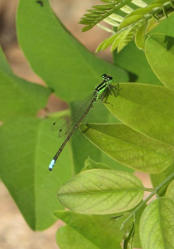 Photo of Eastern Forktail