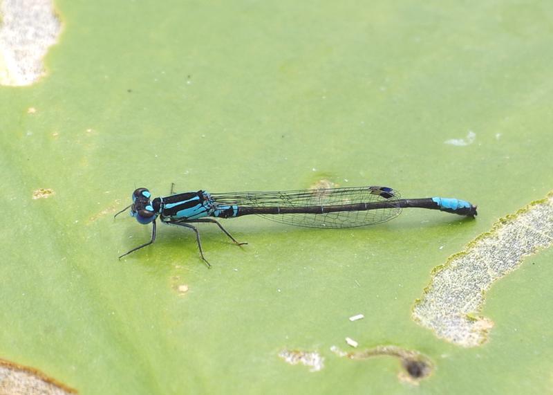 Photo of Lilypad Forktail