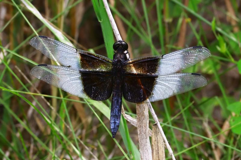 Photo of Widow Skimmer