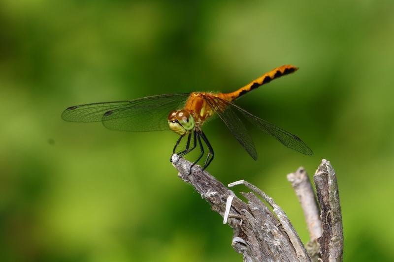 Photo of White-faced Meadowhawk