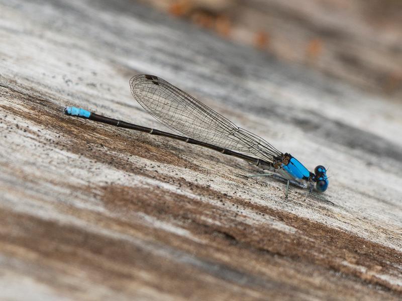 Photo of Blue-fronted Dancer