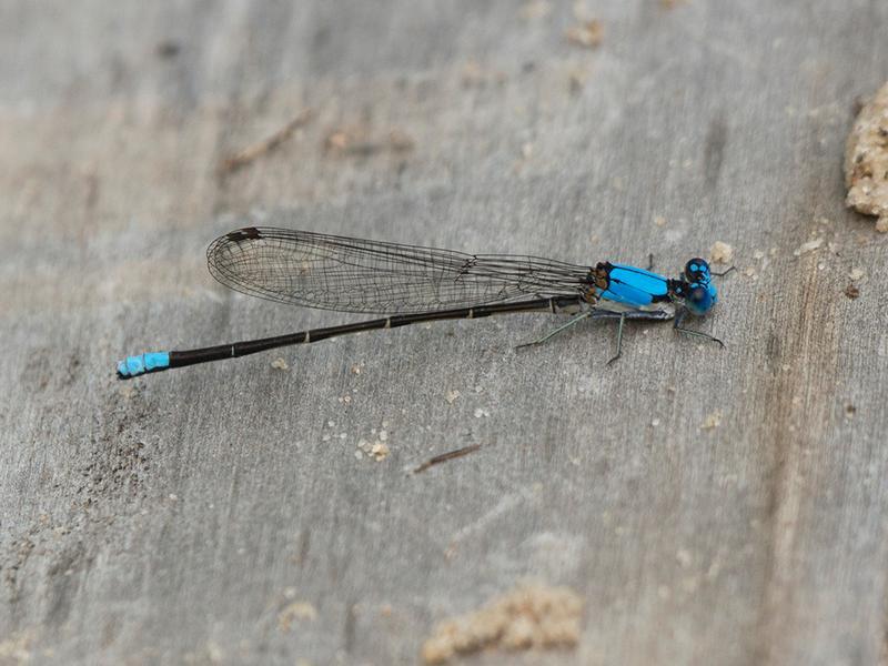 Photo of Blue-fronted Dancer