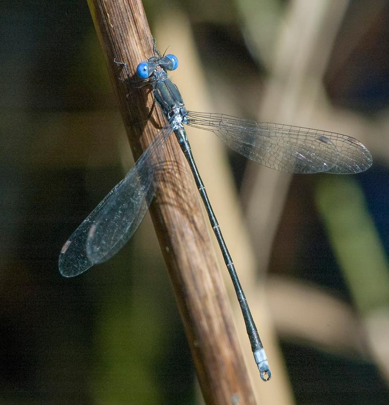 Photo of Spotted Spreadwing