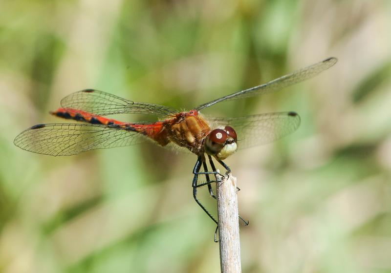 Photo of White-faced Meadowhawk