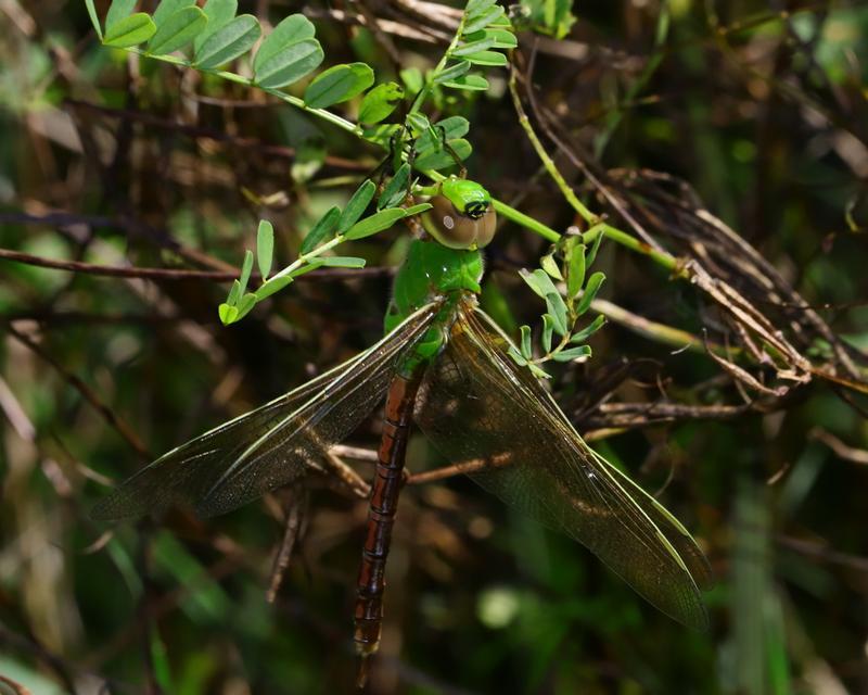 Photo of Common Green Darner