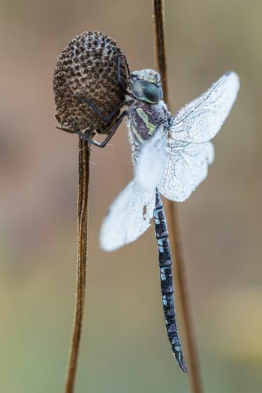 Photo of Green-striped Darner