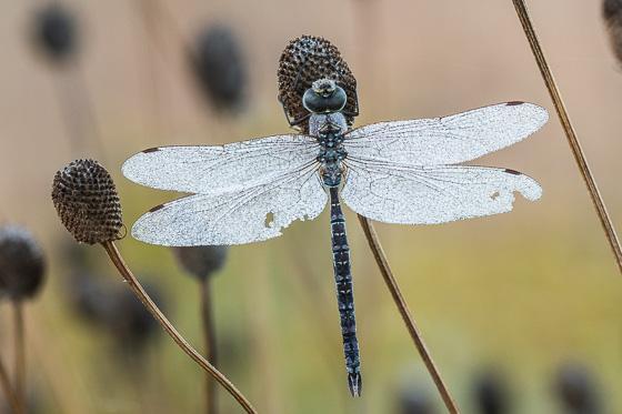 Photo of Green-striped Darner