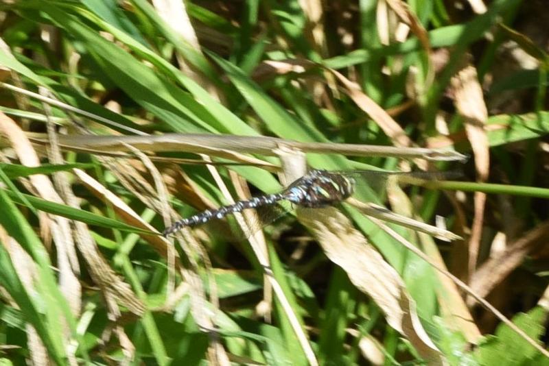 Photo of Shadow Darner