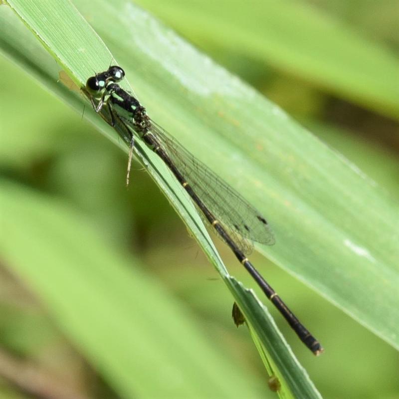 Photo of Fragile Forktail