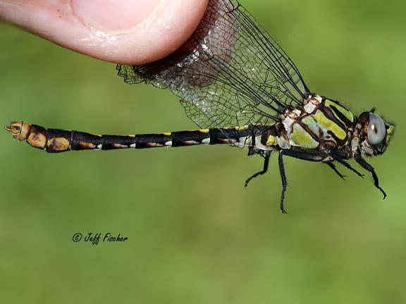 Photo of St. Croix Snaketail