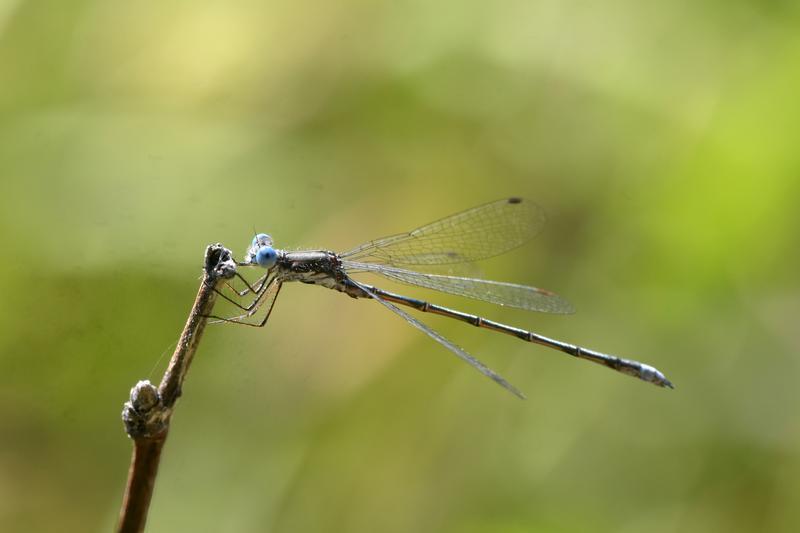 Photo of Spotted Spreadwing