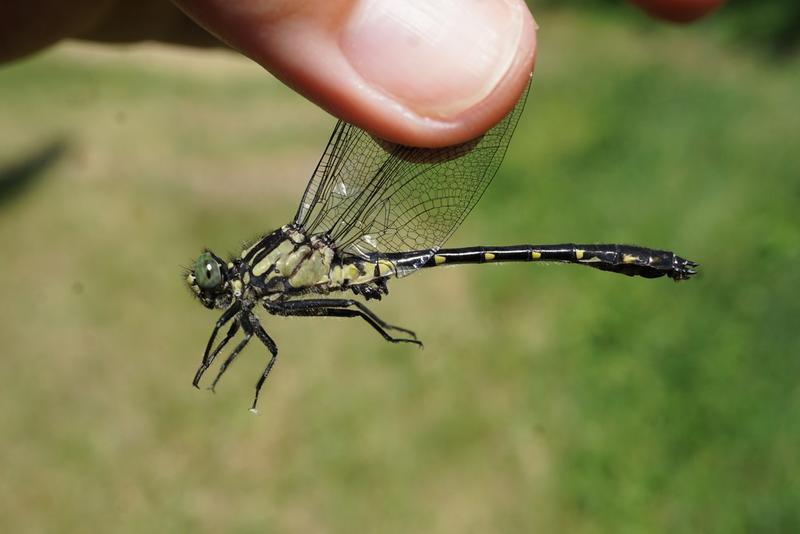 Photo of Green-faced Clubtail