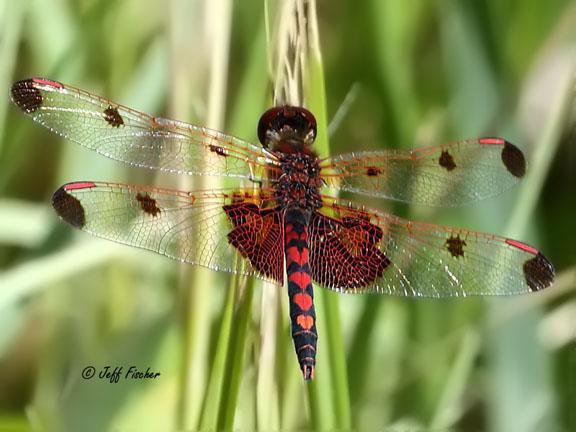 Photo of Calico Pennant