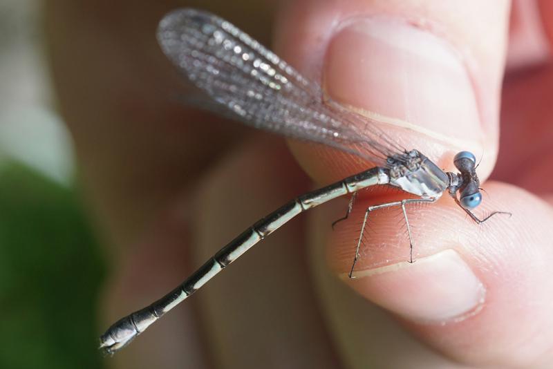 Photo of Sweetflag Spreadwing