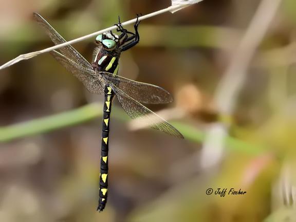 Photo of Delta-spotted Spiketail