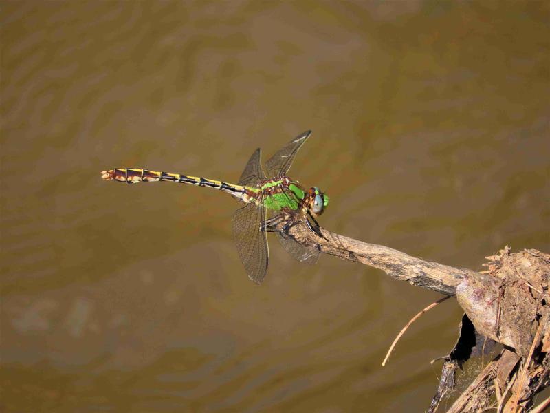 Photo of Sioux Snaketail