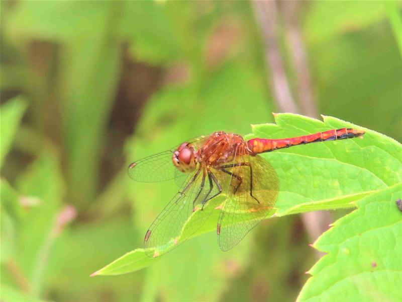 Photo of Band-winged Meadowhawk