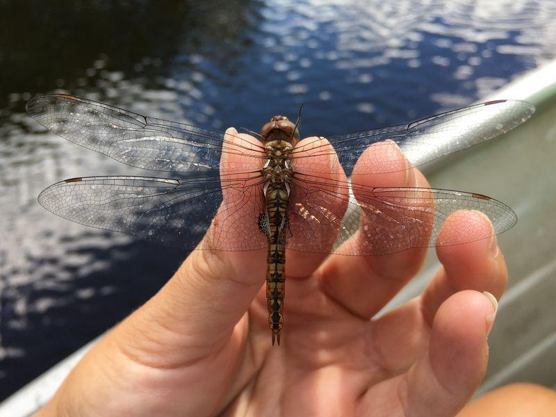 Photo of Spot-winged Glider