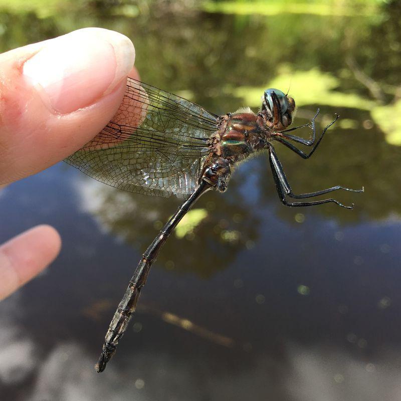 Photo of Williamson's Emerald