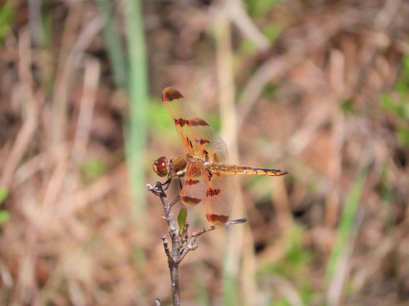 Photo of Painted Skimmer
