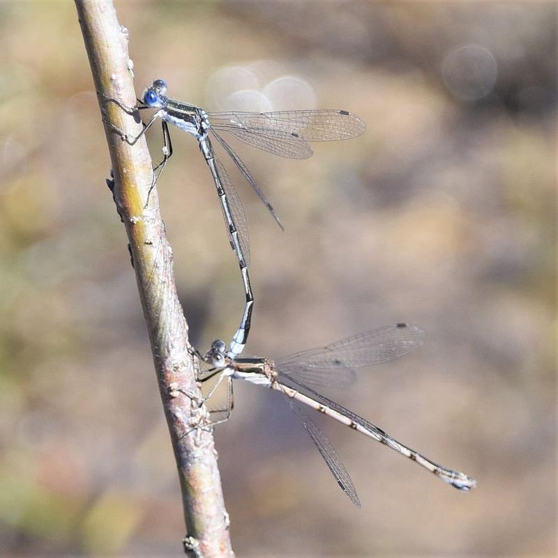Photo of Southern Spreadwing