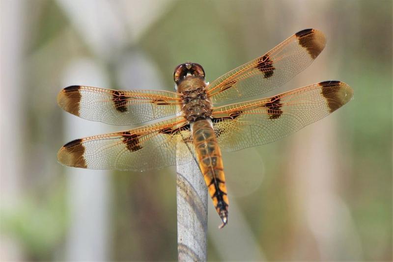 Photo of Painted Skimmer