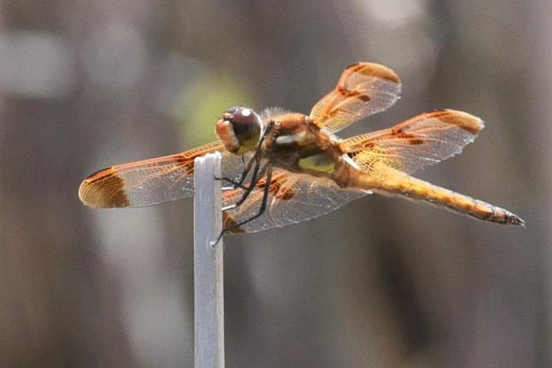 Photo of Painted Skimmer