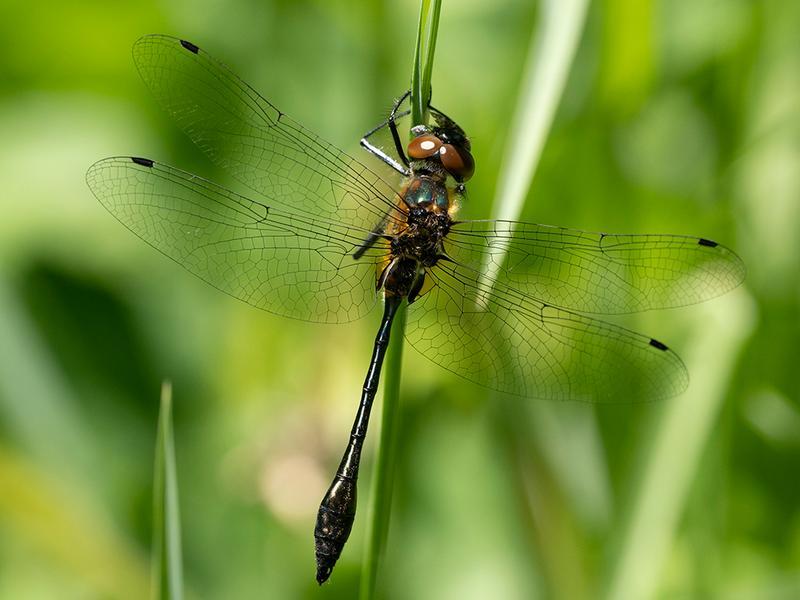 Photo of Racket-tailed Emerald