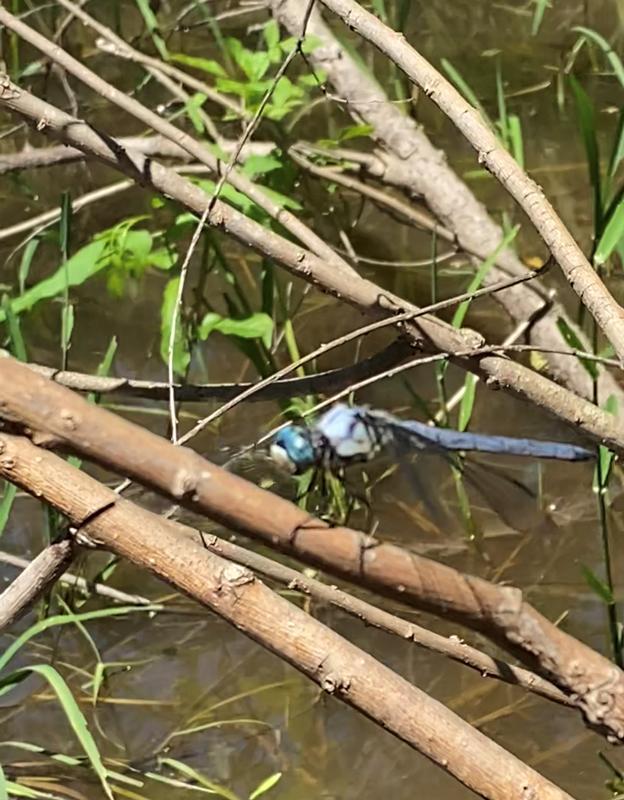 Photo of Great Blue Skimmer