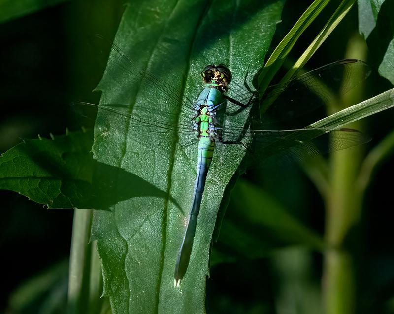 Photo of Eastern Pondhawk