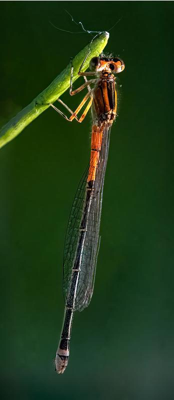 Photo of Eastern Forktail