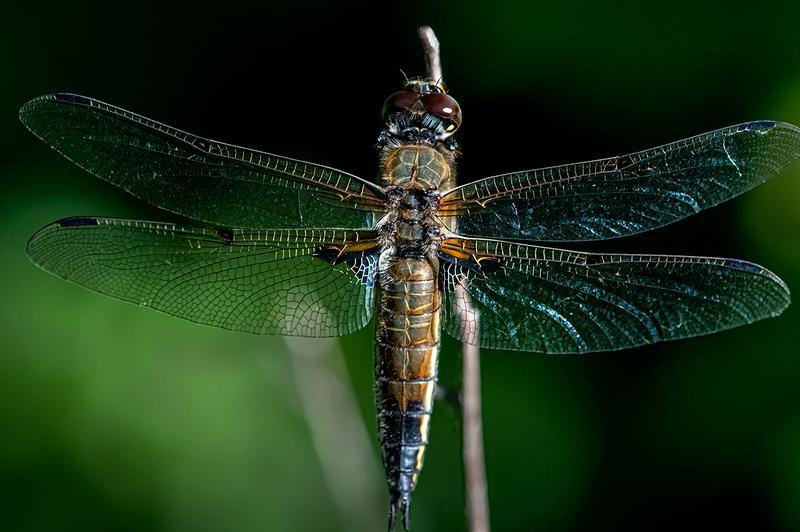 Photo of Four-spotted Skimmer