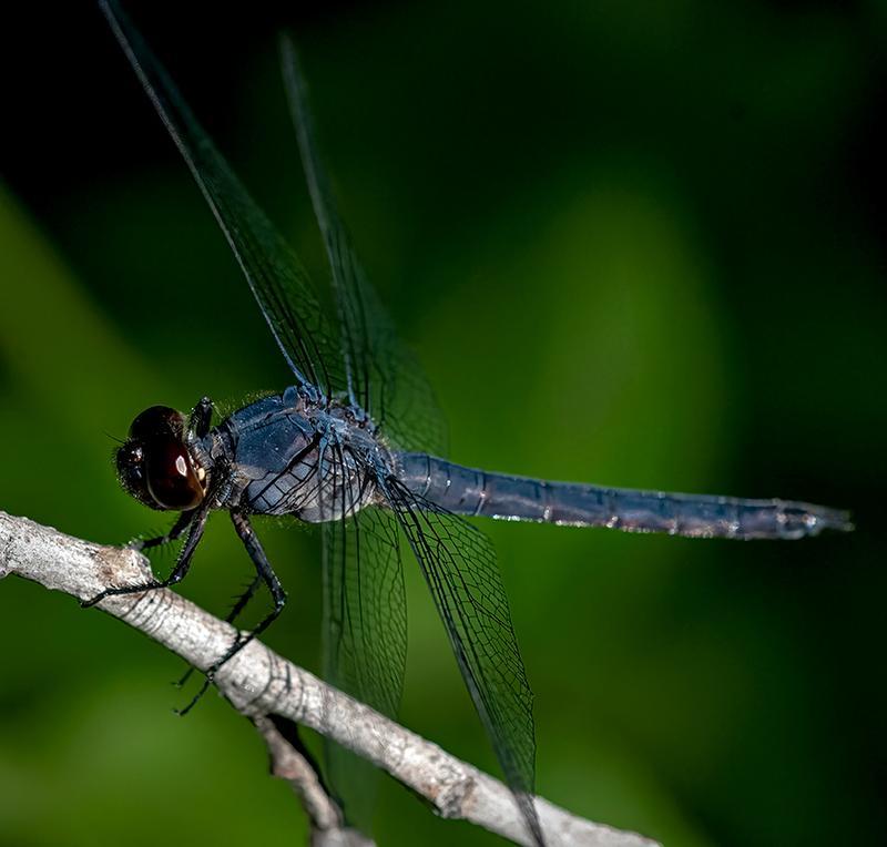 Photo of Slaty Skimmer