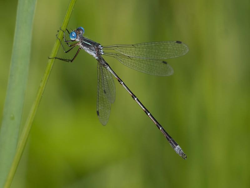 Photo of Southern Spreadwing